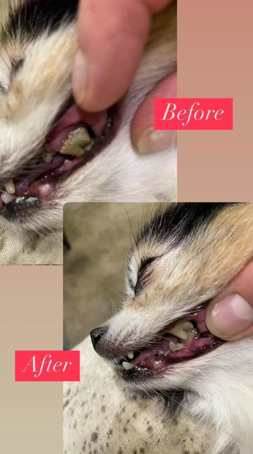 Canivet Kit - Silent Ultrasonic Plaque & Tartar Remover For Small Breeds