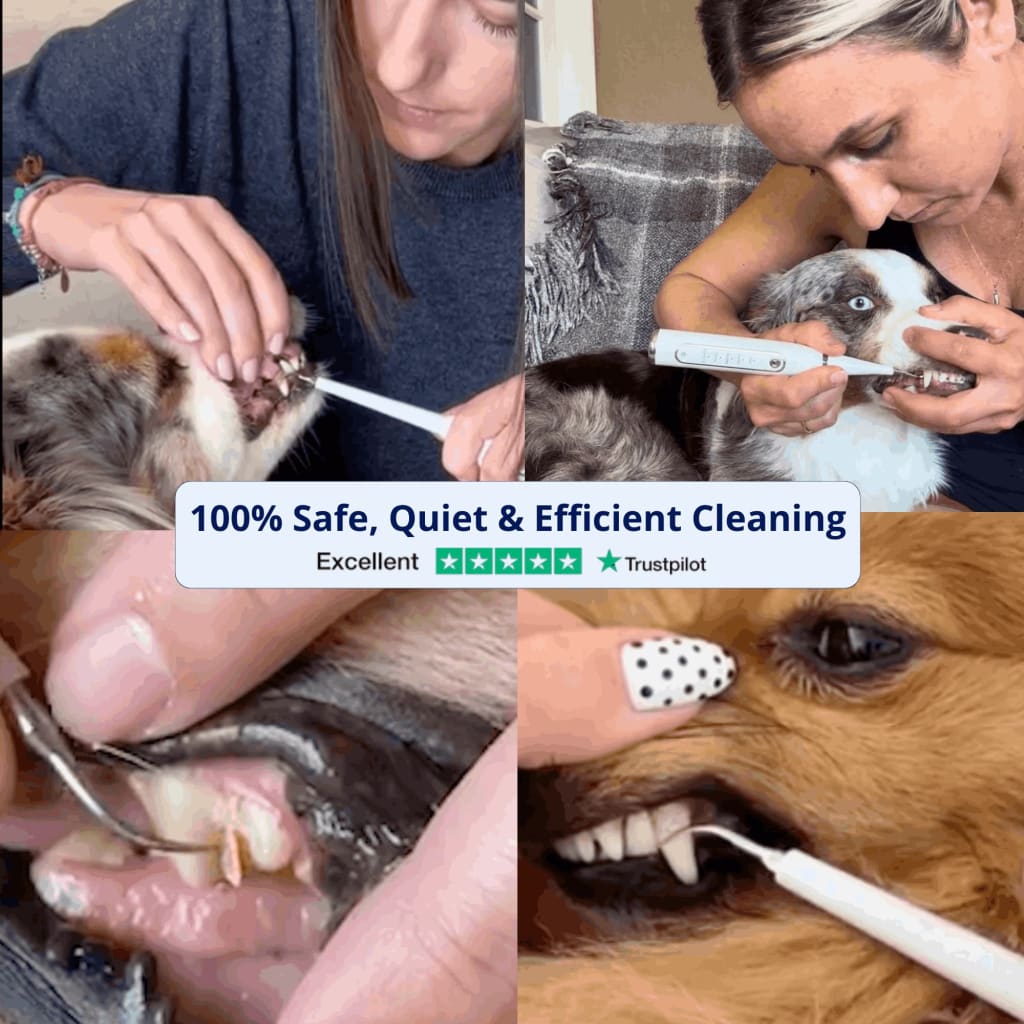 Canivet Kit - Silent Ultrasonic Plaque & Tartar Remover For Small Breeds