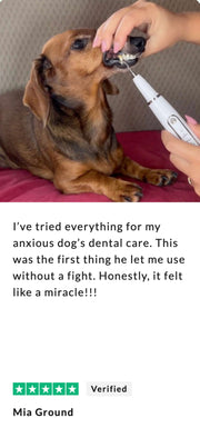 Canivet Kit - Silent Ultrasonic Plaque & Tartar Remover For Small Breeds